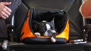 Pet owners push back on DGCA’s travel restrictions
